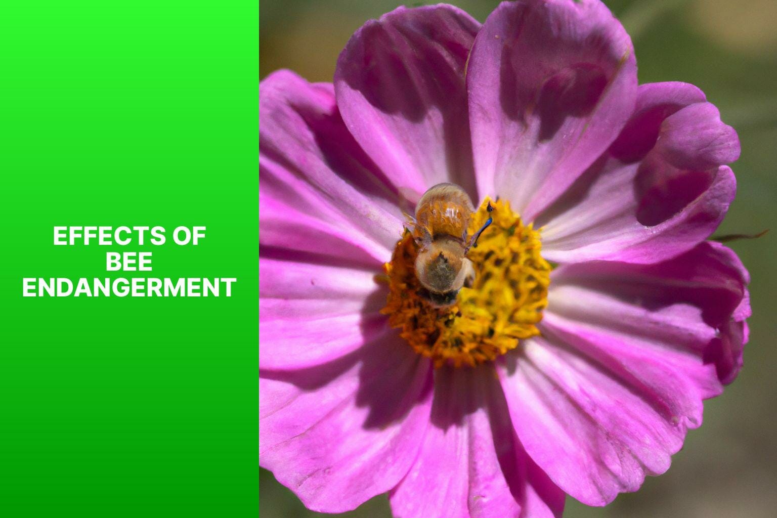 Effects of Bee Endangerment - are bees endangered 