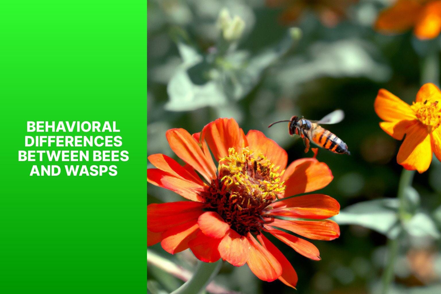 Behavioral Differences Between Bees and Wasps - bees vs wasps 