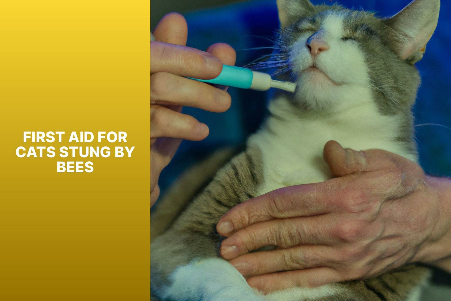First Aid for Cats Stung by Bees - cats stung by bees 