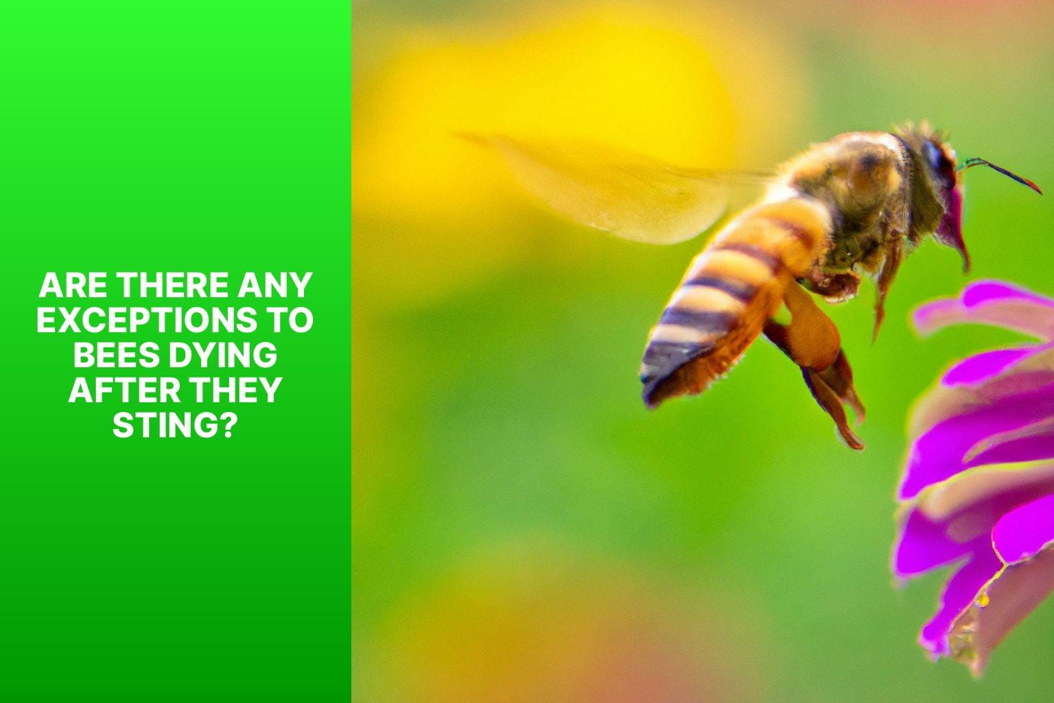Are There Any Exceptions to Bees Dying After They Sting? - do bees die after they sting 