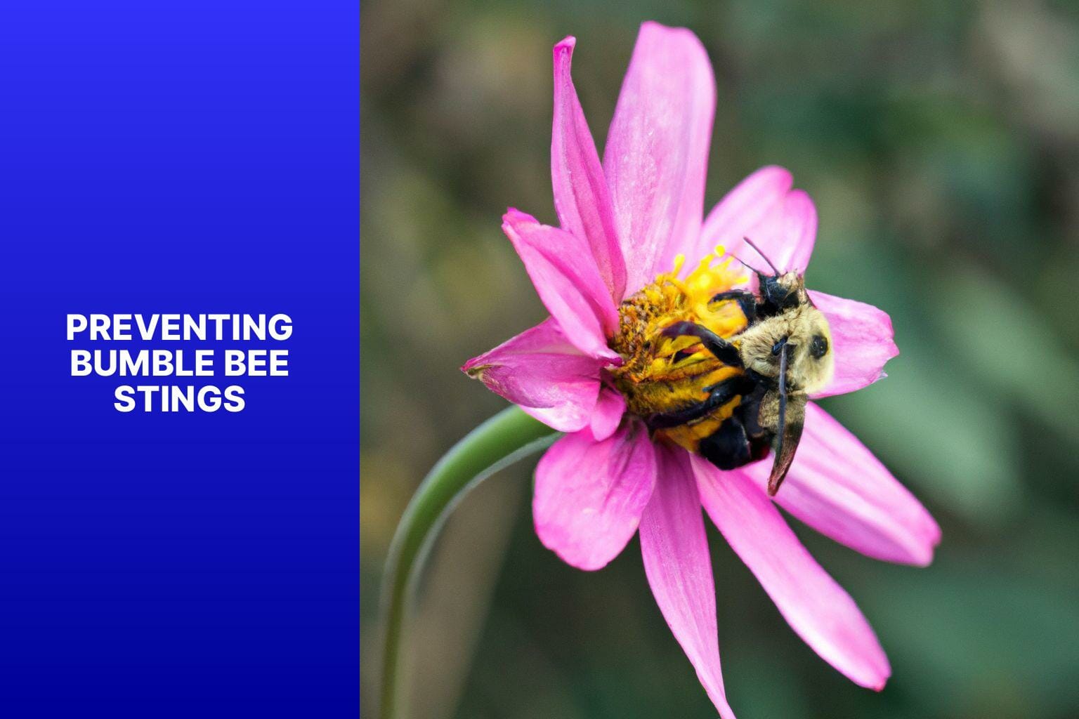 Preventing Bumble Bee Stings - do bumble bees sting 