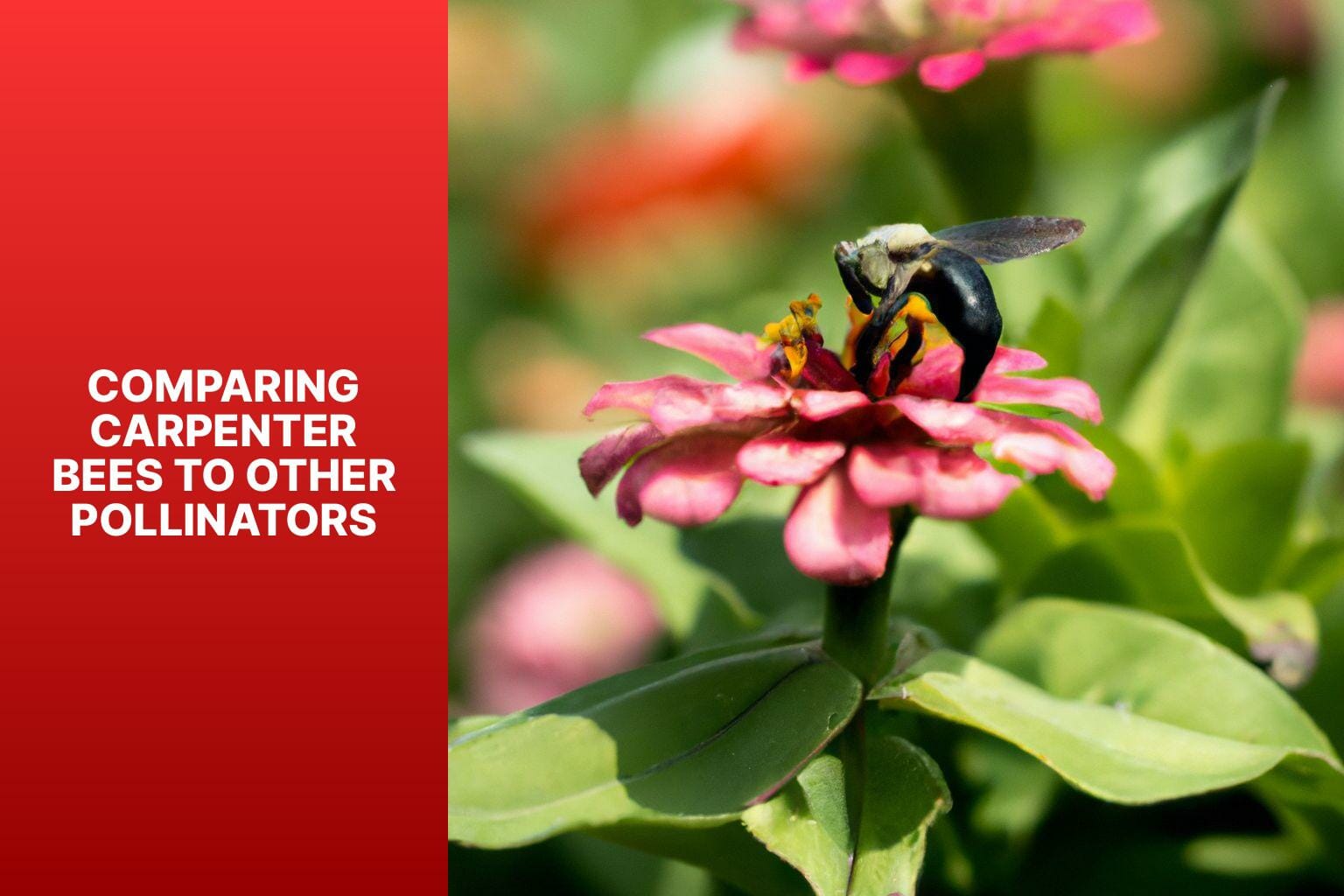 Comparing Carpenter Bees to Other Pollinators - do carpenter bees pollinate 
