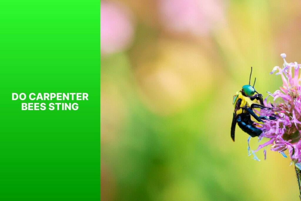 Carpenter Bees: Sting