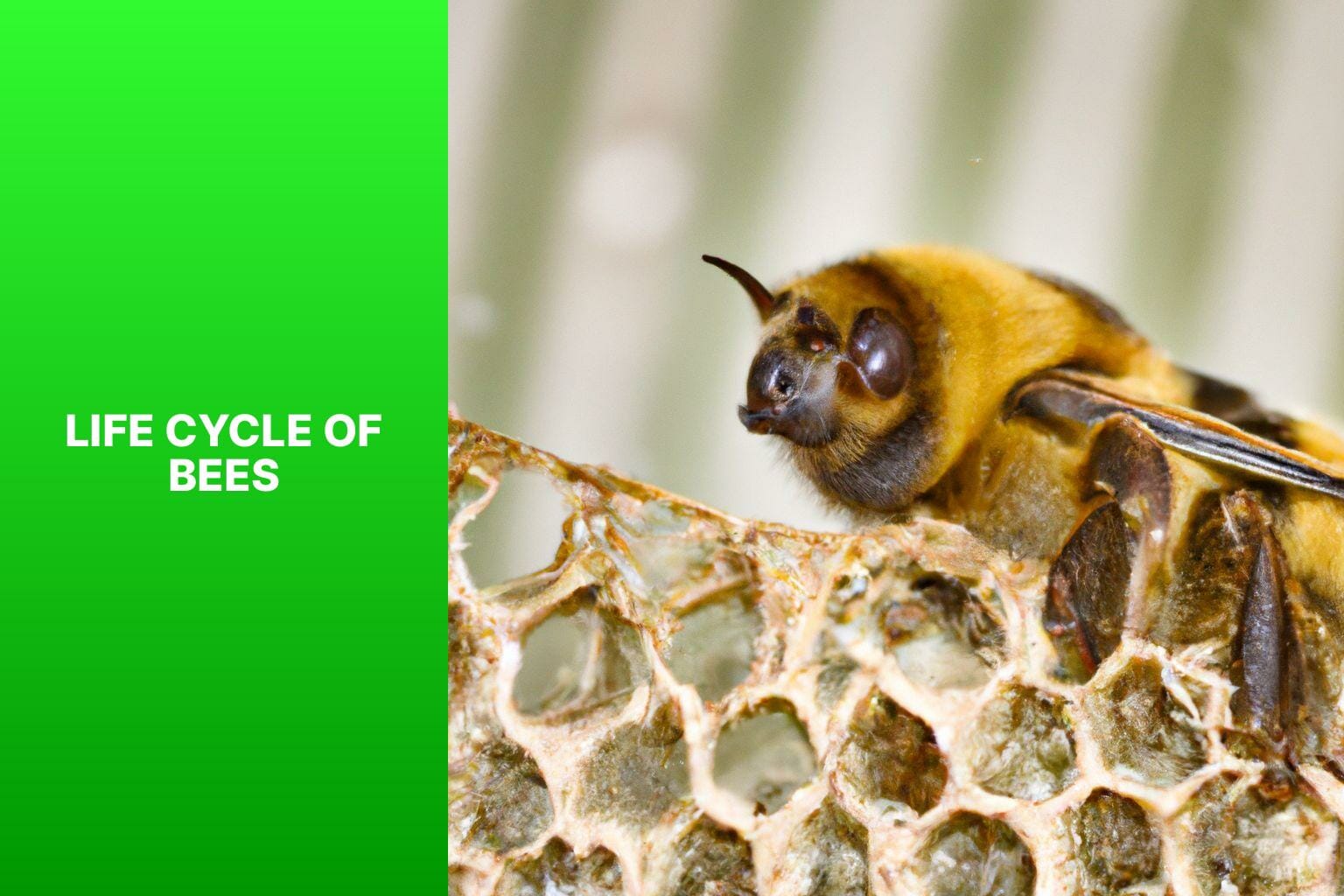 Life Cycle of Bees - how do bees reproduce 