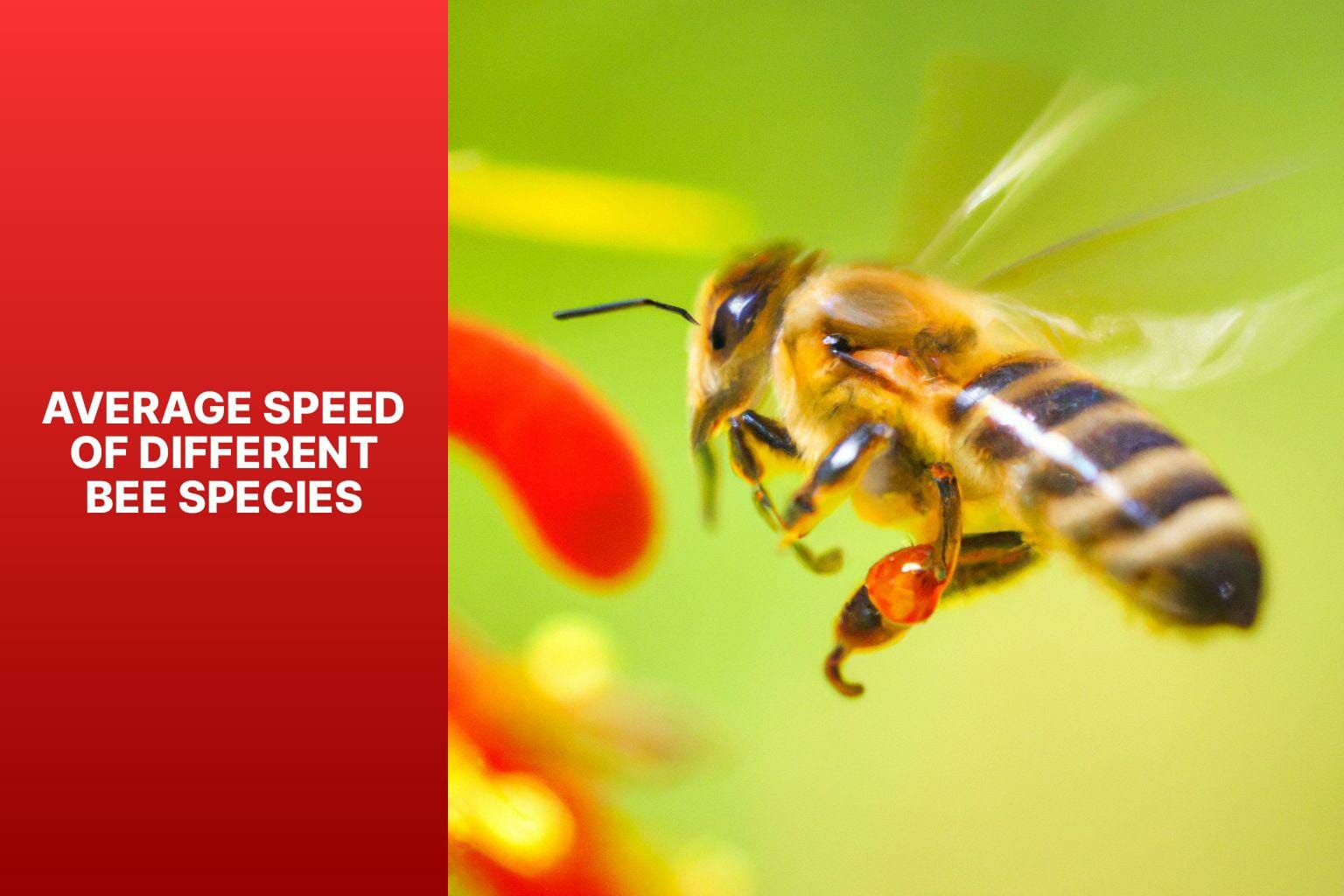 Average Speed of Different Bee Species - how fast can bees fly 
