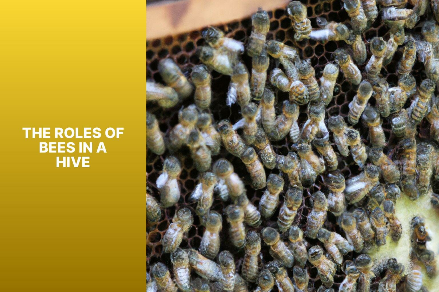 The Roles of Bees in a Hive - how many bees are in a hive 